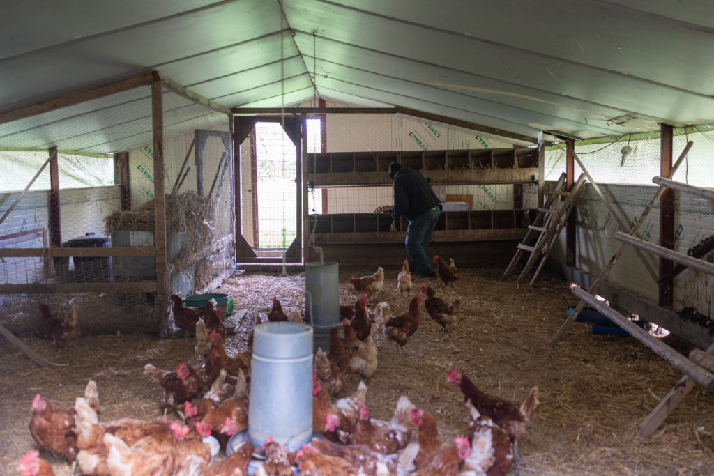 Aviculture - poules pondeuses dans le Maine-et-Loire